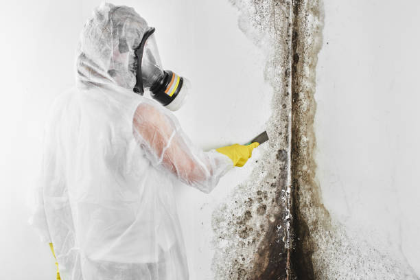 Best Residential Mold Removal  in Roeland Park, KS