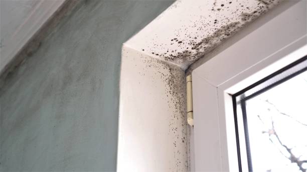Best Mold Damage Repair  in Roeland Park, KS