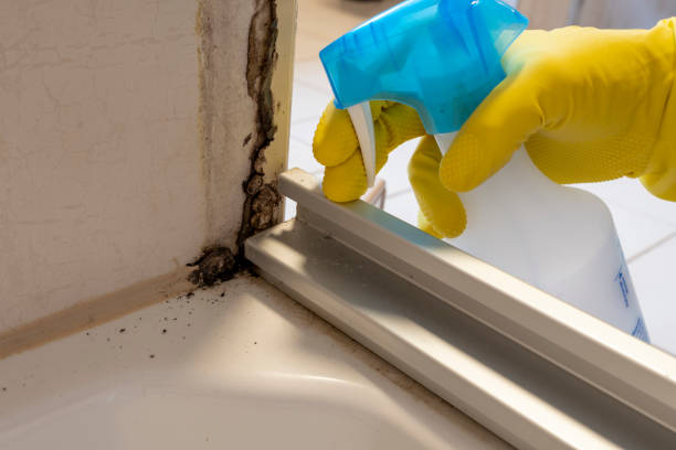 Home Mold Removal in Roeland Park, KS