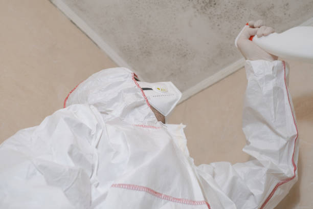 Best Attic Mold Removal  in Roeland Park, KS